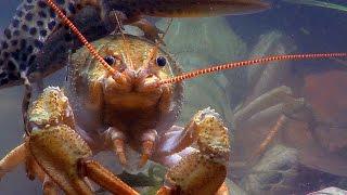 Широкопалый речной рак. European crayfish.