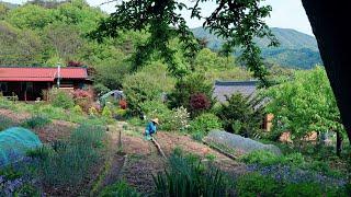Living in Rural Korea is fun with flower gardens and vegetable gardening~!!