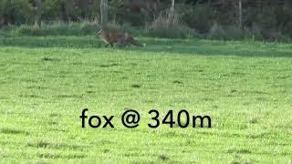 Long range fox hunting 300 win mag