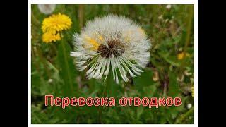 Перевозка отводков