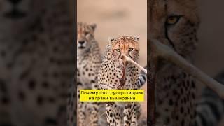 Почему этот супер-хищник на Грани вымирания #интересныефакты #животные