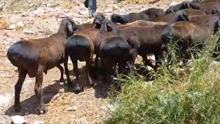 Hissar rams, lambs graze on the mountains | Bexzod akani qoylari