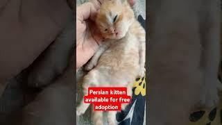 Free Persian kitten adoption #cats #shorts