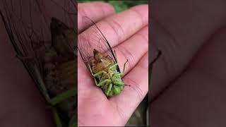 Cicada  Brazil