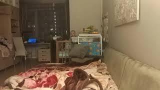 Маленький проказник