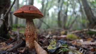 Orange capped boletes (Leccinum versipelle and Leccinum aurantiacum)