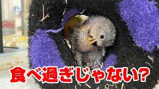 おなかがパンパン。コザクラインコ