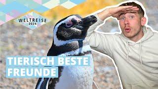 AIDAsol Weltreise 2024 | Vlog Nr. 5 mit Dave | Tierisch beste Freunde