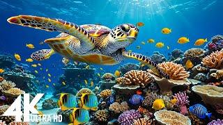 [NEW] 11HR Stunning 4K Underwater Footage, Beautiful Coral Reef Fish in Aquarium - 4K Video #4