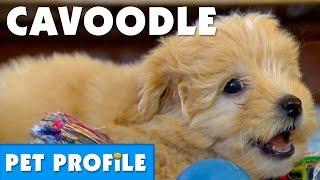 Cavoodle Pet Profile | Bondi Vet