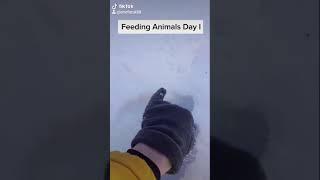 FEEDING ANIMALS DAY I