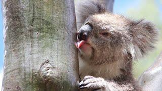 Vom Aussterben bedroht: Koalas in Gefahr