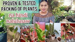 UPDATED HOW WE PACK PLANTS FOR SHIPPING: PROVEN & TESTED HINDI NALULUSAW ANG MGA PLANTS