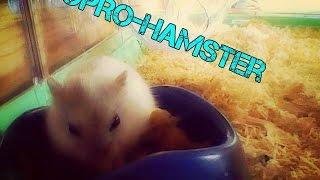 GoPro-hamster