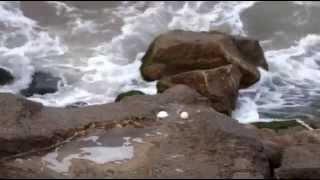 Seagull Eggs by Abbas Kiarostami