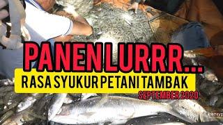 MALAM-MALAM PANEN UDANG DAN BANDENG DI TAMBAK | Harvest of milkfish and shrimp in traditional ponds