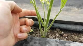 How I prune my greenhouse tomatoes