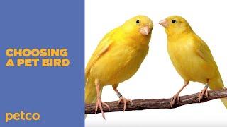 How to Choose the Best Pet Bird for You (Petco)