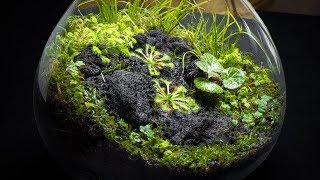 The Carnivorous Sundew Terrarium