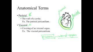 Dr. Benaduce: Parietal & Visceral Anatomical Terms (Introduction to Anatomy Lecture)