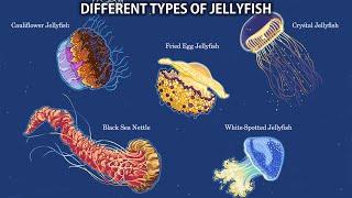 The 15 Different Types Of Jellyfish