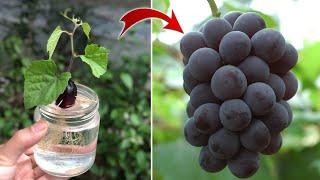 Anyone can propagate grapes using this method | Relax Garden