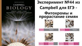 Эксперимент №44 из Campbell для ЕГЭ - Фитохромы и прорастание семян