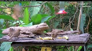 A Male Green Honeycreeper Makes A Brief Visit – Feb. 7, 2019