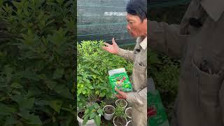 Chăm sóc cây đỗ quyên ta #canhphong #trunquecanhphong #trangtraicanhphong #nongdan2k7