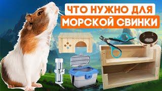 Что нужно купить для морской свинки? Аксессуары для морских свинок