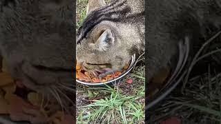 Snotty been hungry this morning (cat eating ASMR)#catshorts #catasmr #cateatingasmr #catlover