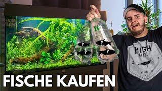 Fische kaufen für mein Juwel Rio 125 Aquarium!