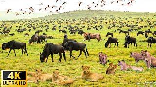 4K African Wildlife : The World's Greatest Migration from Tanzania to Kenya With Real Sounds
