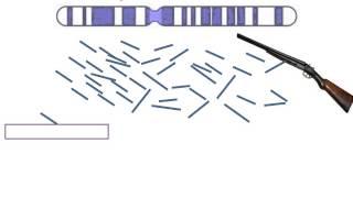 Shotgun Sequencing Simple Animation