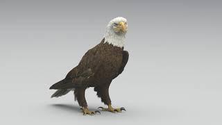 Eagle animations