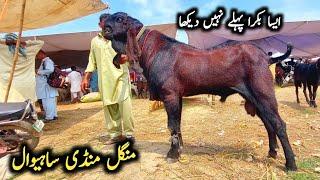 Today Latest Update Sahiwal Bakra Mandi-Beetal Breeder Bakry-3 September 2024 #sahiwalbakramandi