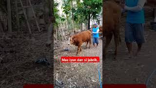 #sobatngaret#sobatngaritnusantara#masiyun #fyp#trendingshorts#shortvideo#shorts #sapijumbo#sapisuper