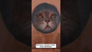 The Whisker Wisdom