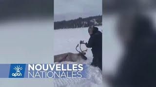 Des images vidéo de l'abatage d'un caribou controversé à Natashquan