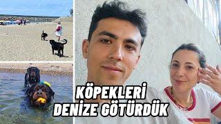 KÖY VLOG - Çiftlik Hayatı - Yüzen Köpekler | Hayvancılık