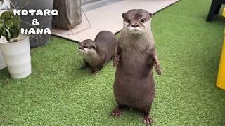 Otters Get Visit from Neighborhood Crows on the Balcony