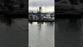 Sea plane docking Comox harbour #rehab #vancouverisland