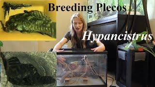 How to setup a pleco breeding tank for Hypancistrus ~ Aquarium