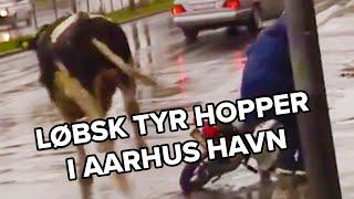 Løbsk tyr flygter gennem Aarhus og hopper i havnen