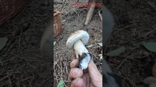 Boletus edulis, Porcino, Steinpilze #shorts #new #trending #foryou #nature #forest #wood #mushroom