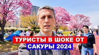 Почему туристы в шоке от Сакуры 2024? Японская аномалия