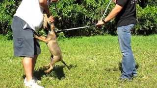 Belgian Malinois - Puppies for sale - 2014