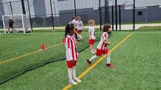 Fitzroy Lions u7 girls coaching themselves