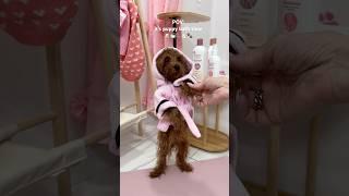 it’s puppy bath time! #puppy #shorts #asmr #pink #poodle #asmrsounds