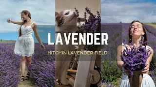 Hitchin Lavender Field and much more      #hitchin #lavender #2023 #viral #lavenderflower #uk #fyp